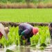 Rice farming in Nigeria